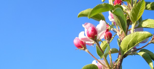 五十嵐果樹園のりんご